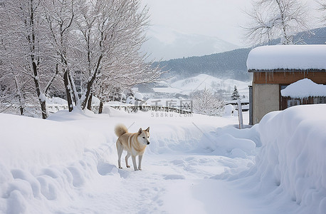 小王子和狐狸背景图片_雪狗穿越雪山上的小木屋前