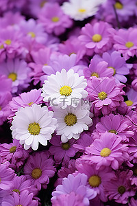 一大群白色和紫色的花朵