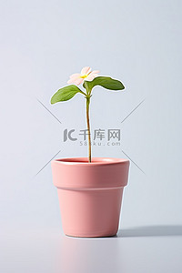 盆栽发芽背景图片_白色表面生长的小盆花
