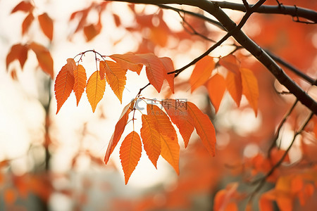 万花筒般的明亮烟熏橙色叶子挂在树枝上