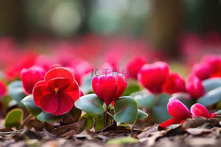 秋天红色背景图片_仙客来特写杏自然花秋天的花朵摄影春天自然夏天秋天红色粉红色