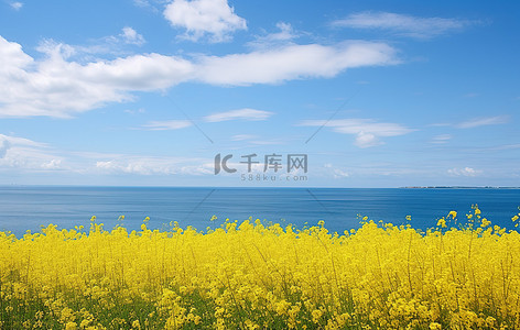 蓝天海洋背景背景图片_一片黄色的花朵和海洋，云朵和蓝天