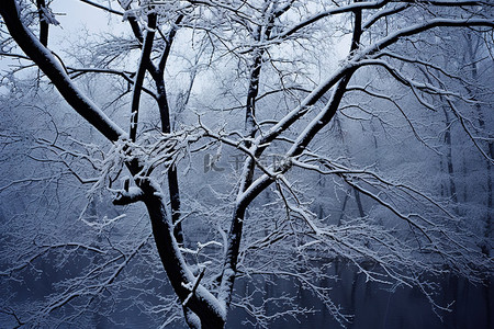 照片雪背景图片_以雪为背景的冬季树木照片
