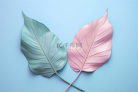 热带叶子背景图片_粉色和蓝色背景中的两片彩色热带叶子