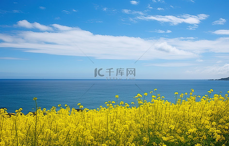 蓝天海洋背景图片_一片黄色的花朵和海洋，云朵和蓝天