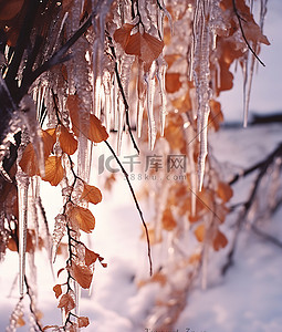 冬天落叶背景图片_冰在树枝下形成冰柱