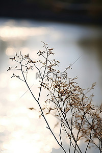 一棵小树就在河边