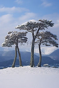 山背景中雪上的三棵树