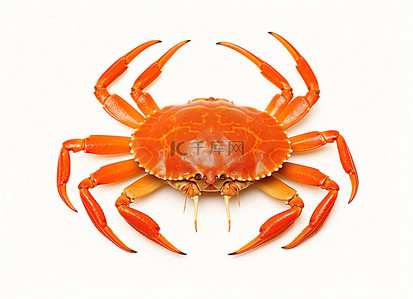 螃蟹螃蟹背景图片_一些蟹肉显示为白色