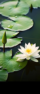 一朵白色的睡莲漂浮在绿叶的水中