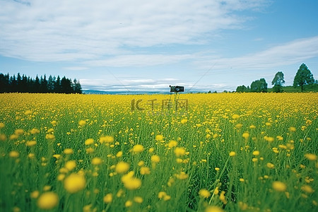 春天背景图片_中间有黄色花朵的田野