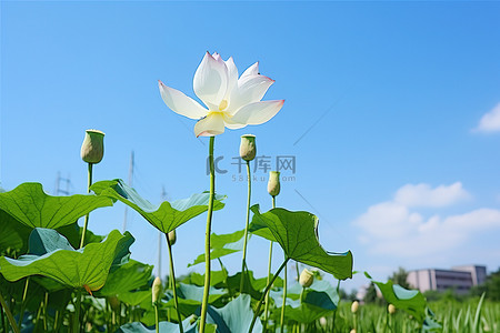 空旷的天空下，草丛中的一朵莲花