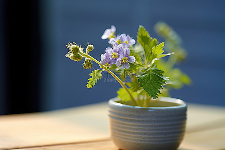 手工工艺背景图片_手工陶瓷盆和野草莓花