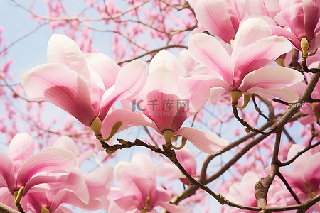 炫酷300分辨率背景图片_春天盛开的玉兰花在树上