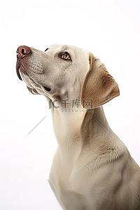 龙抬头有背景图片_一只灰色拉布拉多猎犬正在抬头看着一个白色的工作室
