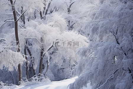 尼亚加拉的白雪皑皑的森林在冬天降临，天气寒冷，大雪