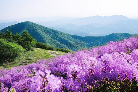 春天景色背景图片_开满紫色花朵和山峦的景色
