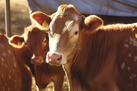 奶牛背景图片_站在防水布下的棕色奶牛