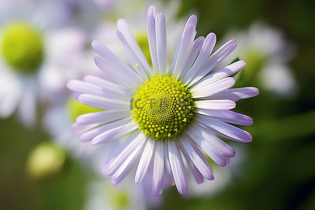 蒲公英白色背景图片_关闭一朵白色雏菊的花细节