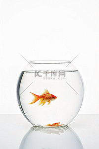 金鱼在白色背景的透明水箱中游泳