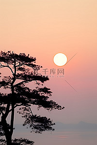 早晨的太阳背景图片_一棵松树在雾中，太阳在它后面升起