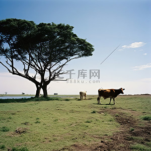 奶牛背景图片_奶牛在一棵树附近的田野里