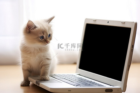一只小猫站在笔记本电脑背面和电脑屏幕之间