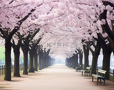 樱花公园 日本樱花盛开 川俣盛开