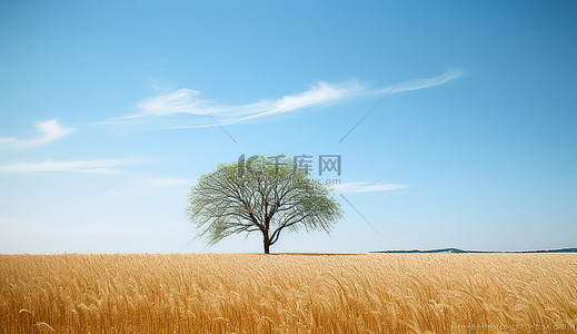 空地背景图片_空地附近的一棵树