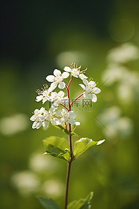 白色花背景图片_阳光充足的地方开小白花