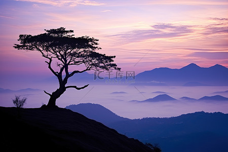 人剪影背景图片_山顶上一棵孤独的树，在剪影中俯瞰着大海