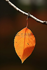 树枝上一片孤独的橙叶