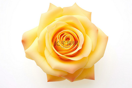 白色背景背景图片_白色背景上的一朵黄玫瑰