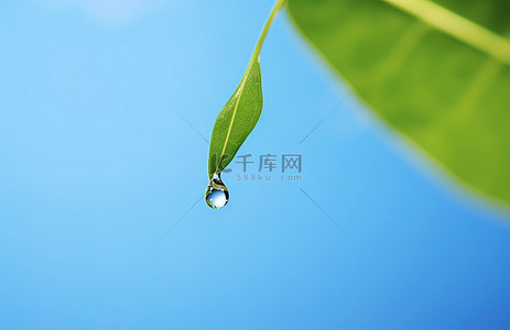 蓝天绿叶背景图片_蓝天绿叶上悬挂的水滴
