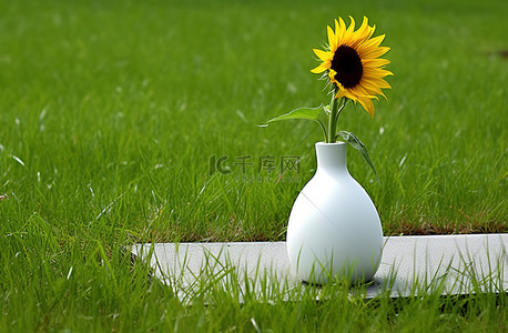 草地上的向日葵白色花瓶