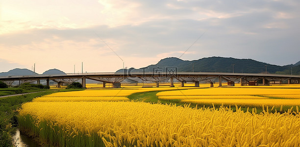 桥边金色稻田的照片