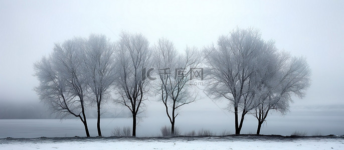 雪里背景图片_雪雾早晨的三棵树