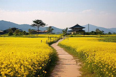 中秋菊盛开背景图片_一条黄色的小路通向黄色的花园