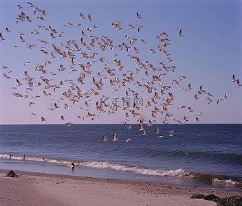 一群鸟儿飞过海洋