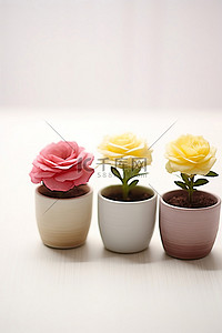 玫瑰背景图片_白色桌子上的四个彩色花盆