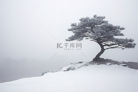一棵松树矗立在雪山顶上