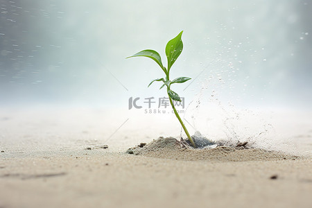 小植物在沙子里发芽