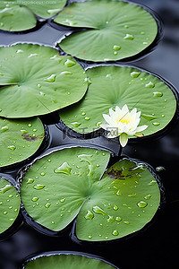 平静的湖面背景图片_平静的湖面上有雨滴的睡莲