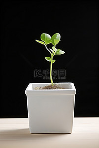 盆栽发芽背景图片_白色盒子里的小植物