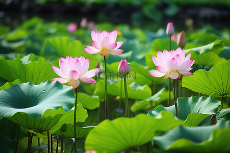 一个小湖，里面长着粉红色的荷花蕾