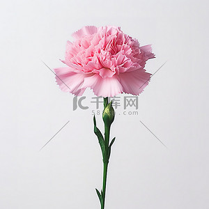 一朵粉红色的康乃馨花长在杆子的顶部