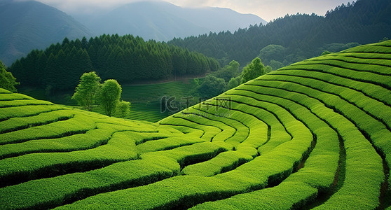 茶背景图片_有绿草和小山的茶田