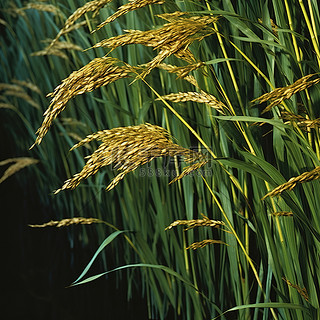 田里一些稻子的特写照片