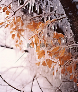 冬天落叶背景图片_腐烂树枝上的冰