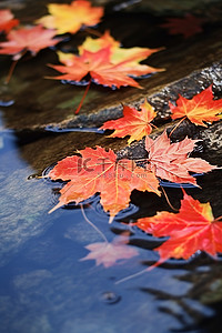 几片落下的红枫叶漂浮在溪水中